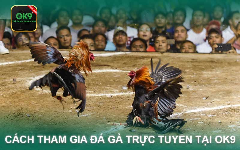 Cách Thức Tham Gia Đá Gà Trực Tuyến Tại Ok9