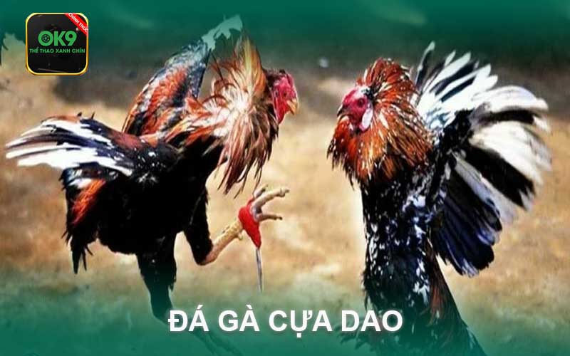 đá gà cựa dao