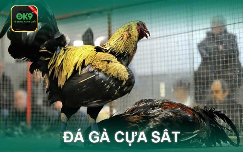 đá gà cựa sắt