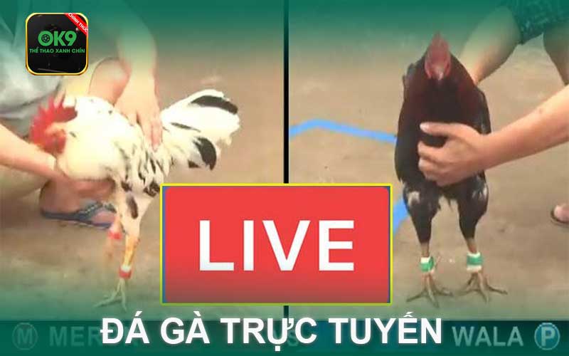 đá gà trực tuyến