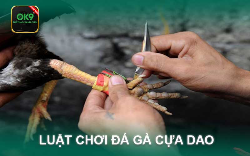 luật chơi đá gà cựa dao